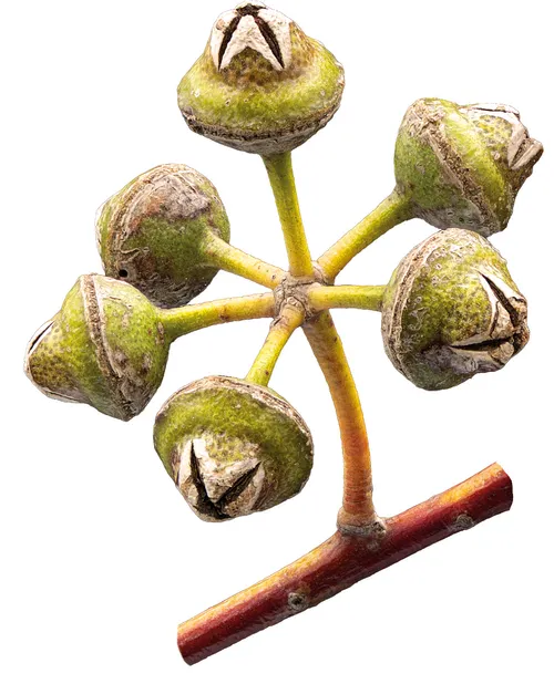 Fruit capsules of River Red Gum (Eucalyptus camaldulensis) — small woody cups in a cluster
