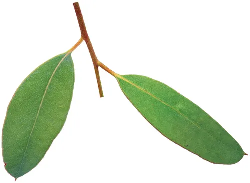 Juvenile leaves of Peppermint (Eucalyptus fulgens) — broad and blue-green, clasping the stem