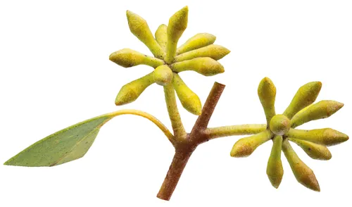 Clustered buds of White Stringybark (Eucalyptus globoidea) — pale green and intricate