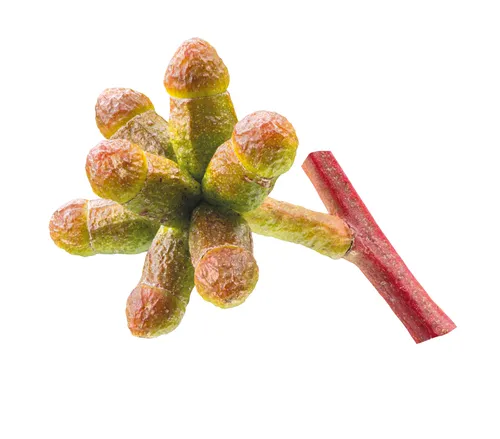 Bud of Long-leafed Box (Eucalyptus goniocalyx) — a ribbed cap on a slender pedicel