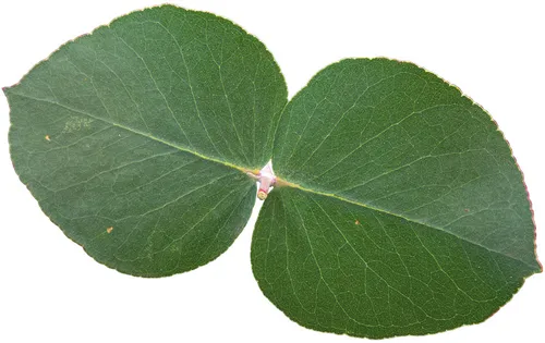 Juvenile leaf of Long-leafed Box (Eucalyptus goniocalyx) — broad and softly veined