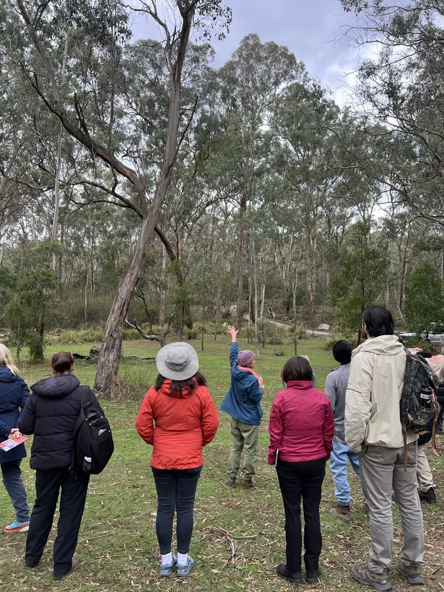 A group on a guided walk, listening as Vicky points out details of a eucalypt