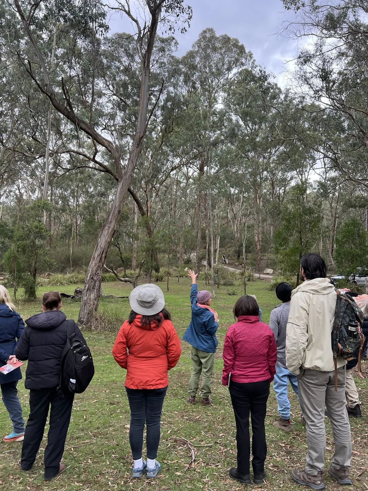 A group standing in a clearing, listening as Vicky points out details of a eucalypt