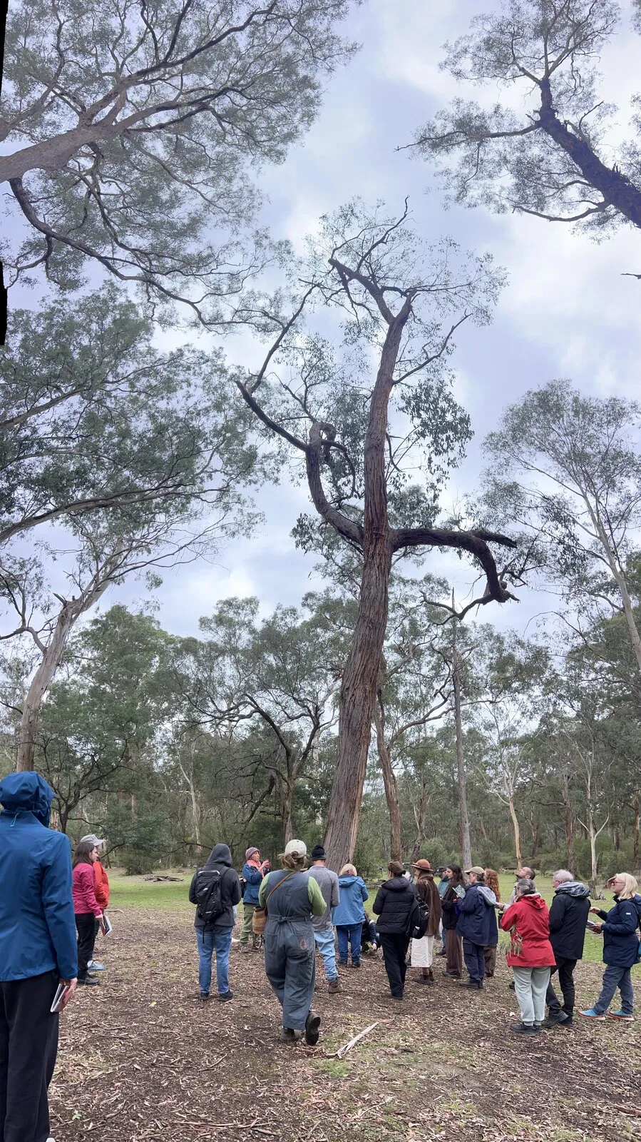A group walking through open eucalypt woodland under a high canopy