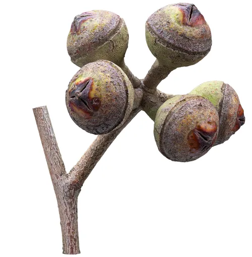 Long woody fruit of Red Stringybark (Eucalyptus macrorhynca) — elongated and ribbed