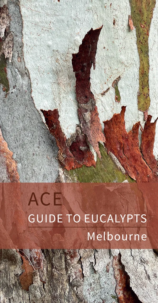 Full page spread from the ACE Guide to Eucalypts Melbourne showing the book's visual layout