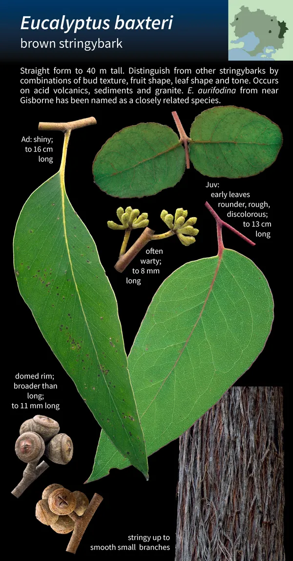 Interior spread from the ACE Guide showing species photography on a dark background