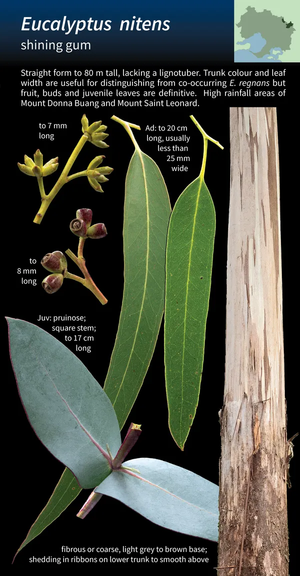 Interior spread from the ACE Guide showing bark, fruit, bud, and leaf identification details
