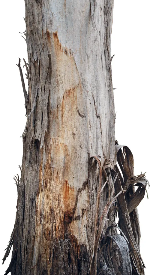 Ribbony bark of Yellow Box (Eucalyptus melliodora) peeling in warm ochre and grey strips