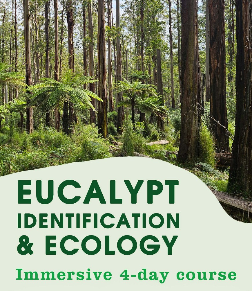Eucalypt Identification & Ecology — Immersive 4-day course. Tall forest with tree ferns.
